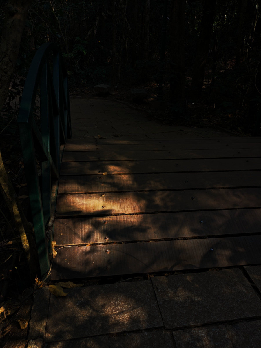 The Dance of Leaves to an Unannounced Gust